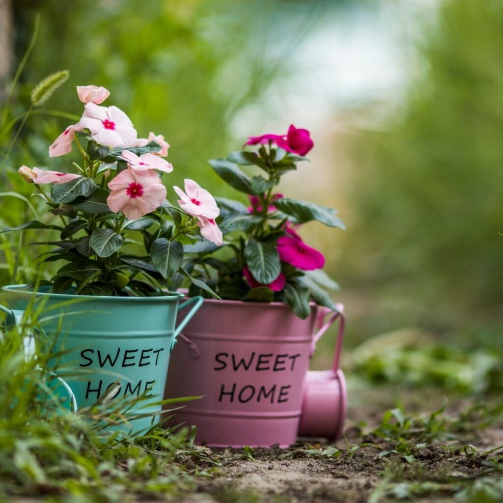 petunias growing in rustic buckets that say sweet home