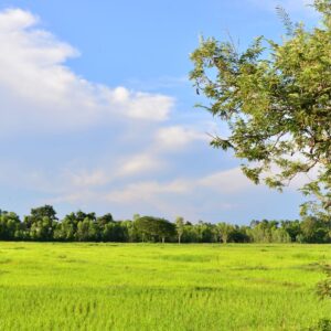 open field