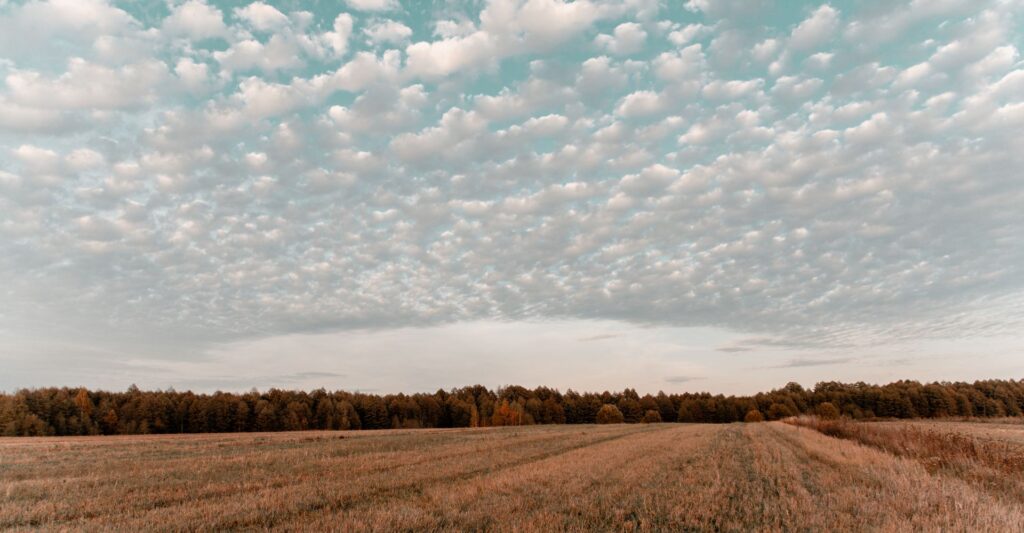 Empty land.